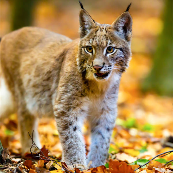 aufmerksam und körperpräsent wie ein Luchs